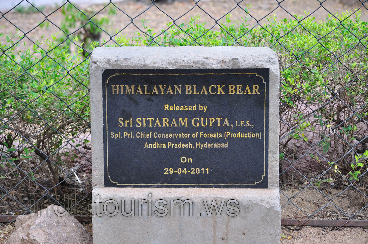 Himalayan black bear, released by Sri Sitaram Gupta