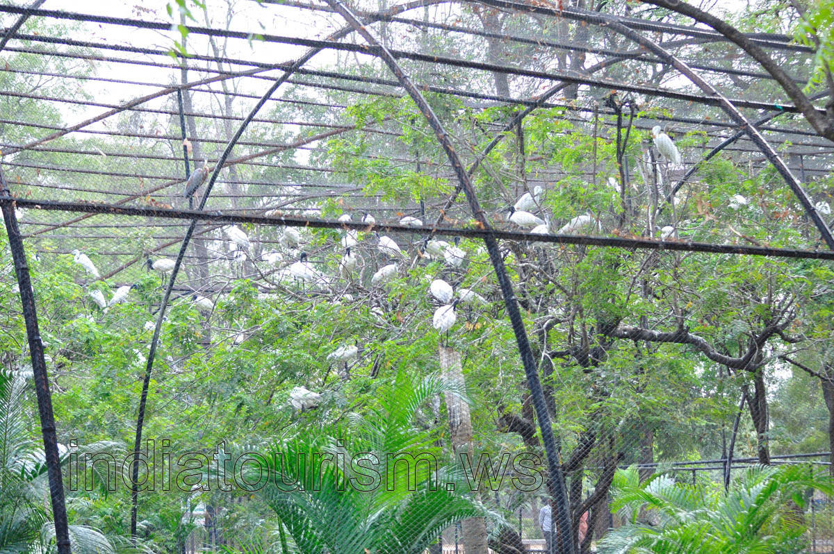 Aviary