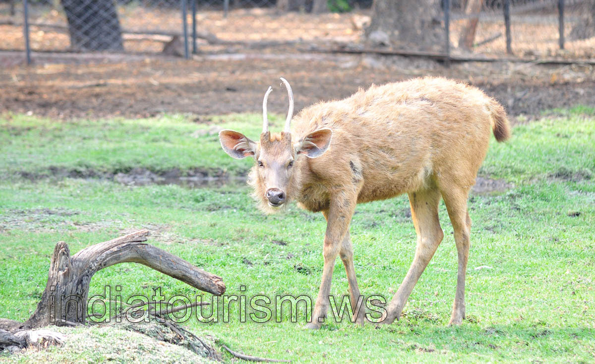 Barking deer