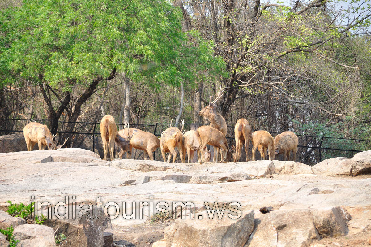 Herd of the Barking deers