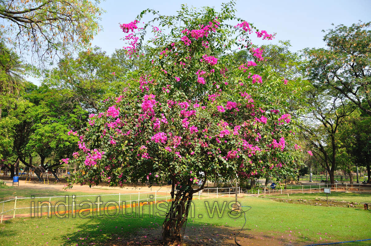 Paper flower (Bougainvillea glabra)
