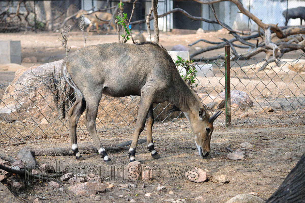 The nilgai (Boselaphus tragocamelus)