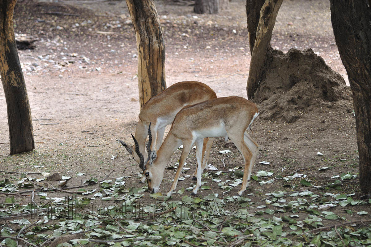 Two Black Bucks