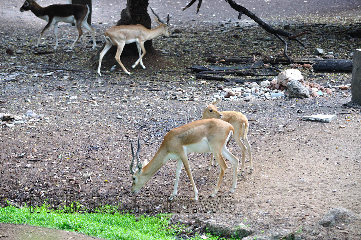 Black Buck baby