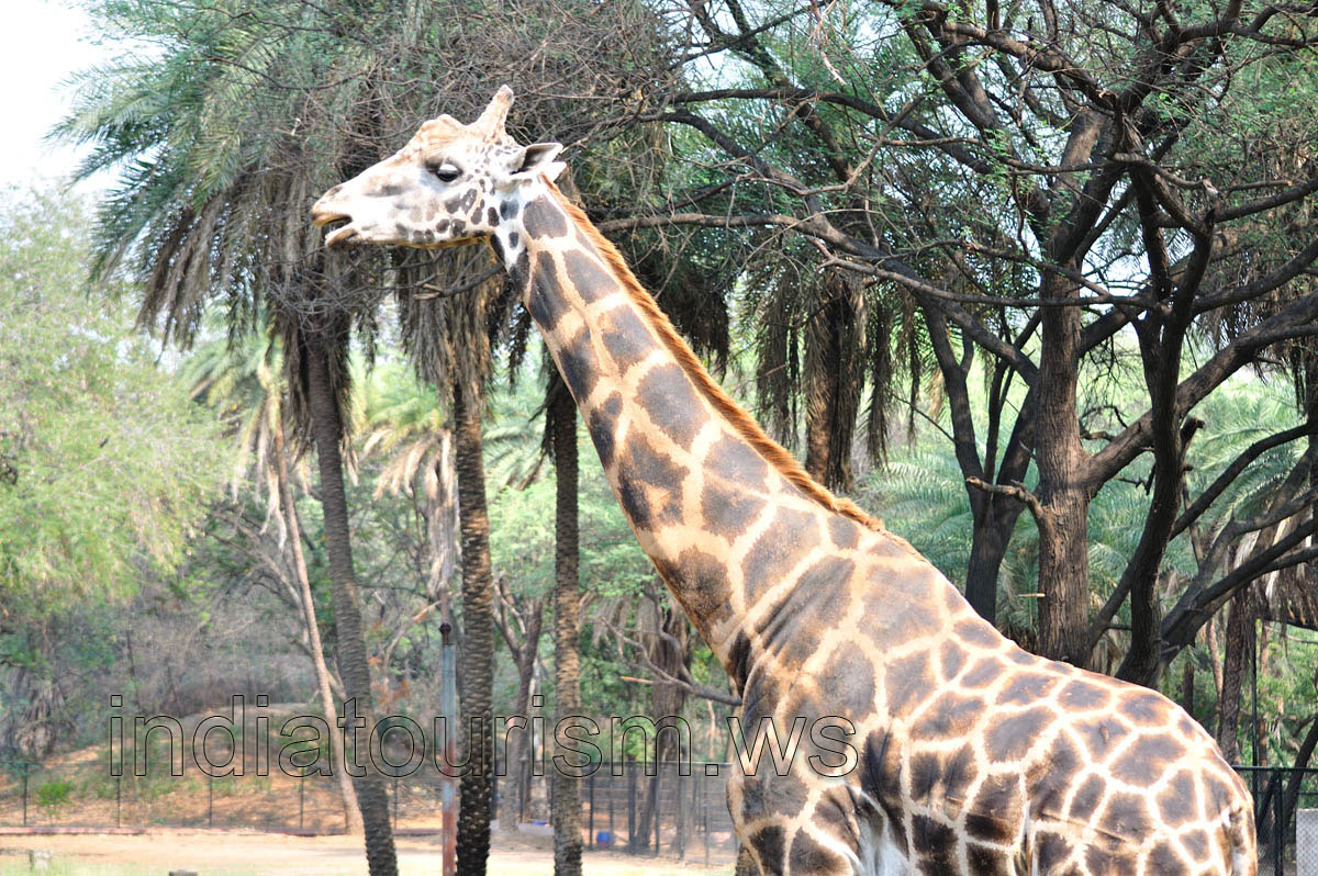 Giraffe, close-up view