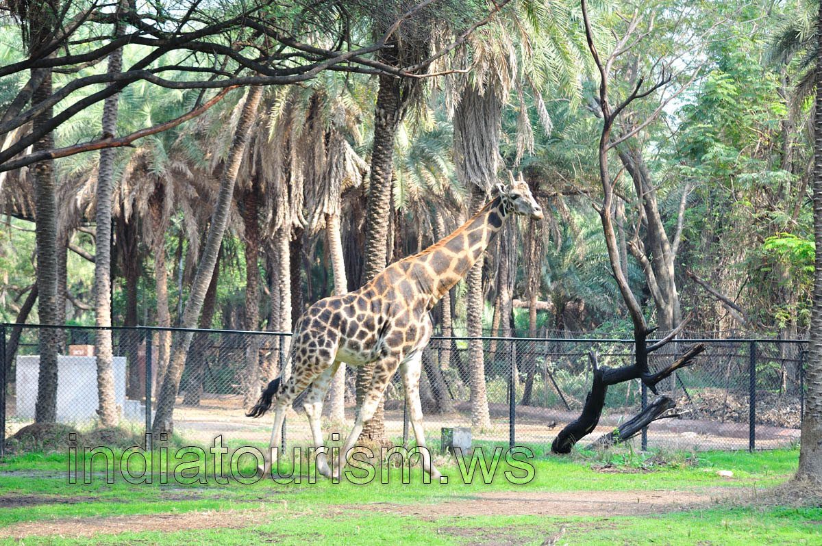 Giraffe