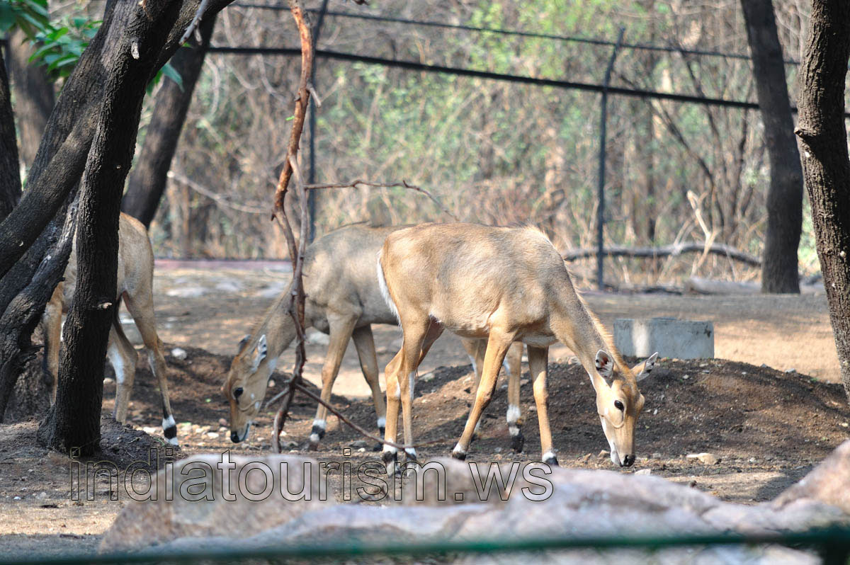 Baby nilgais
