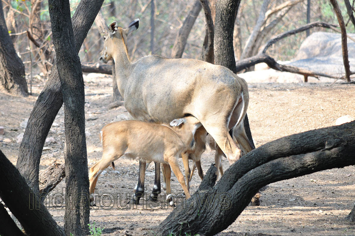 Baby nilgais are drinking the milk of their mother