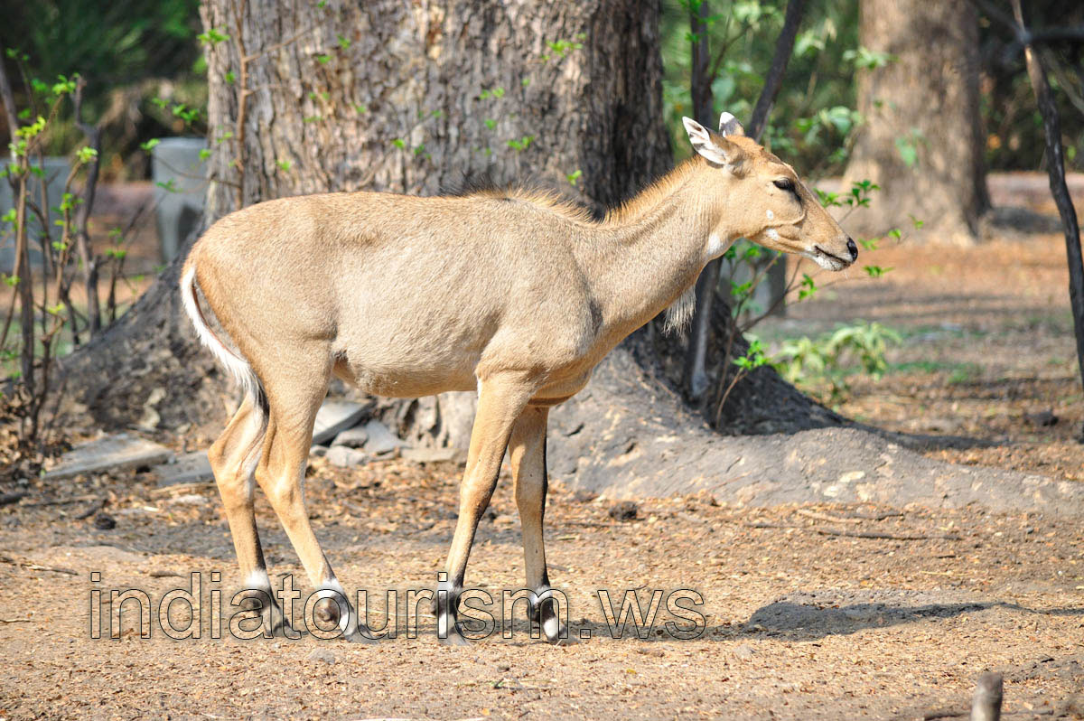Nilgai