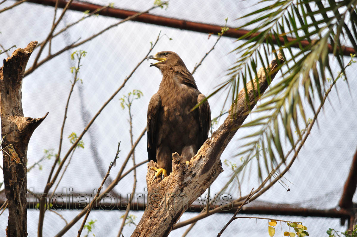 Pariah Kite