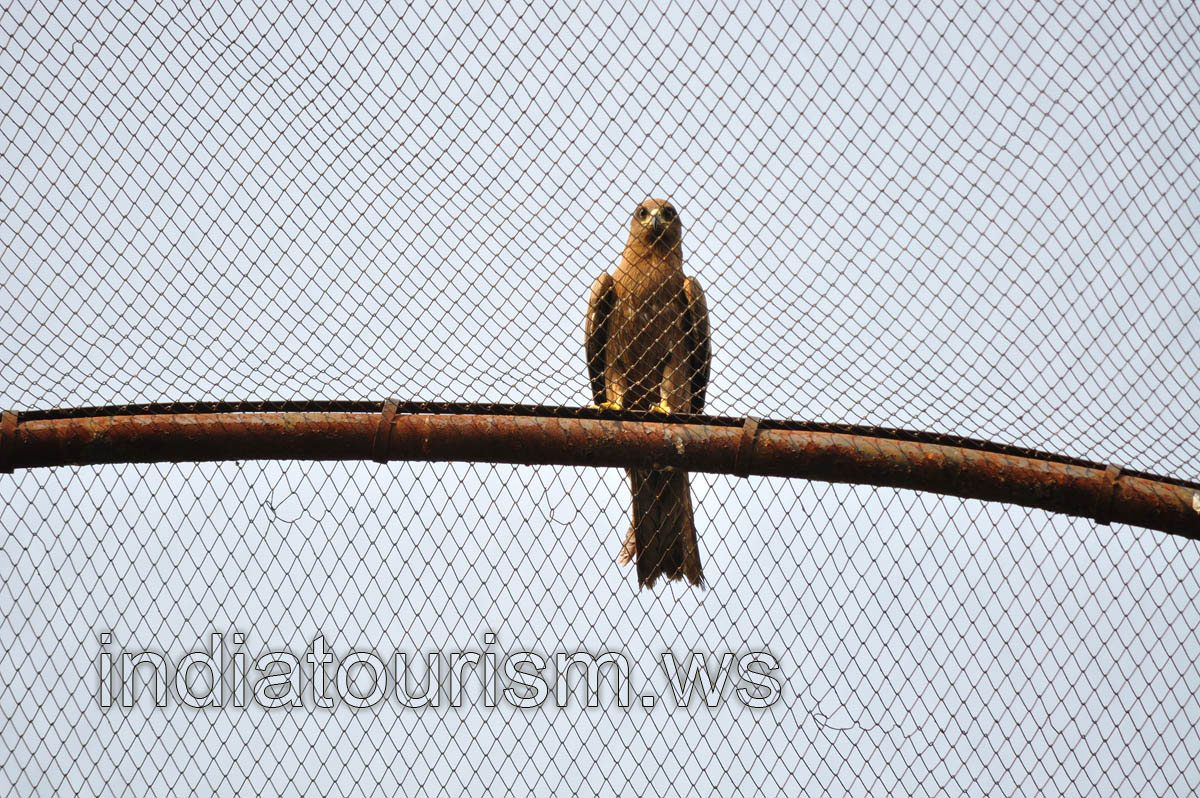 Small wild hawk tries to steal the food