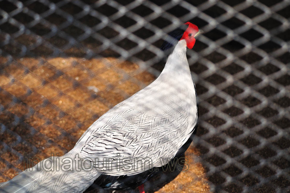Silver Pheasant
