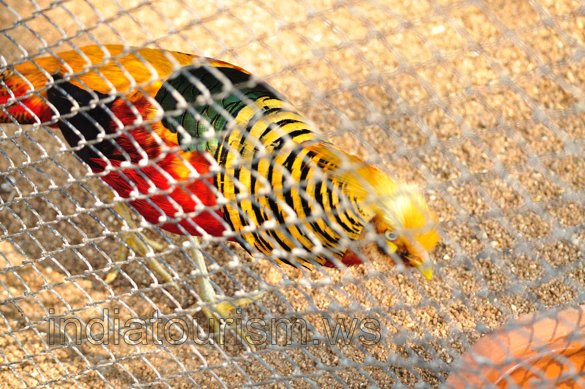 Golden Pheasant