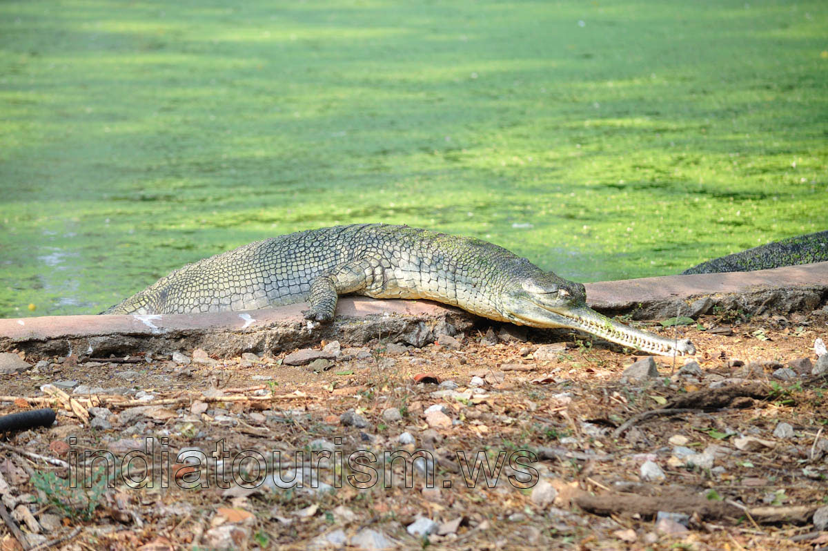 Gharial
