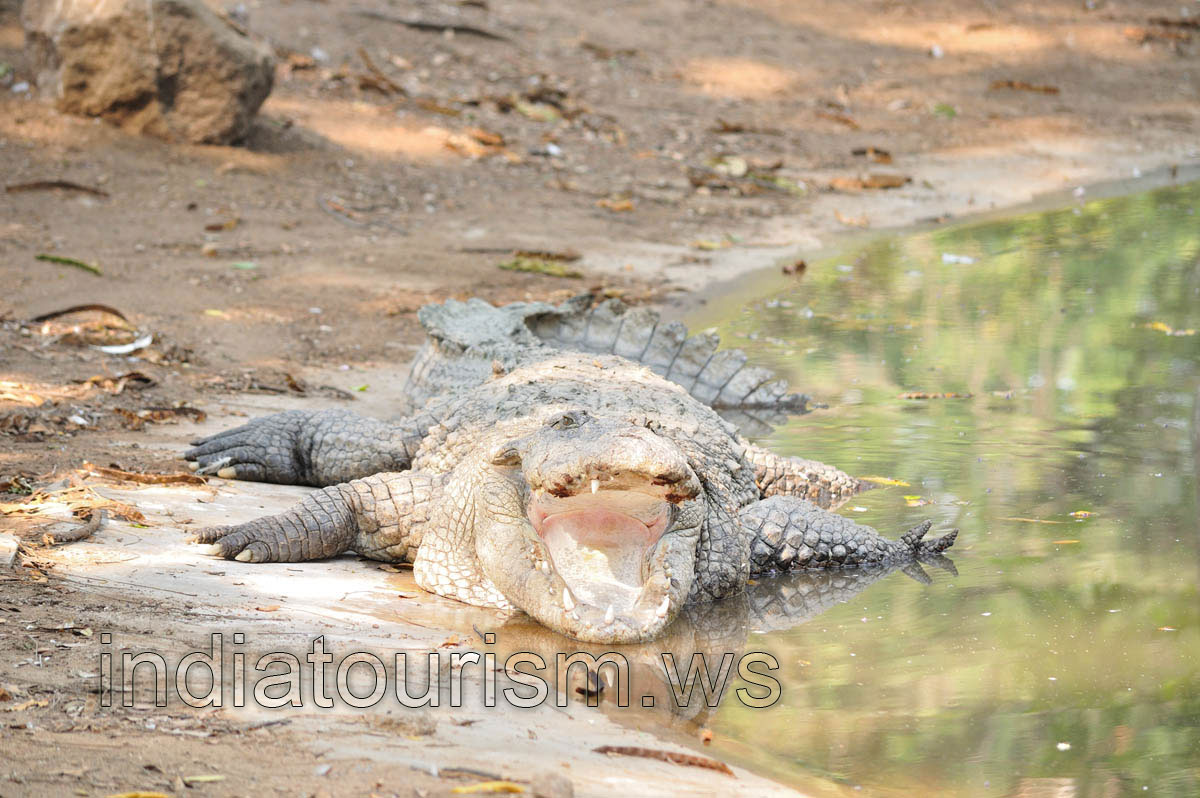 Saltwater crocodile