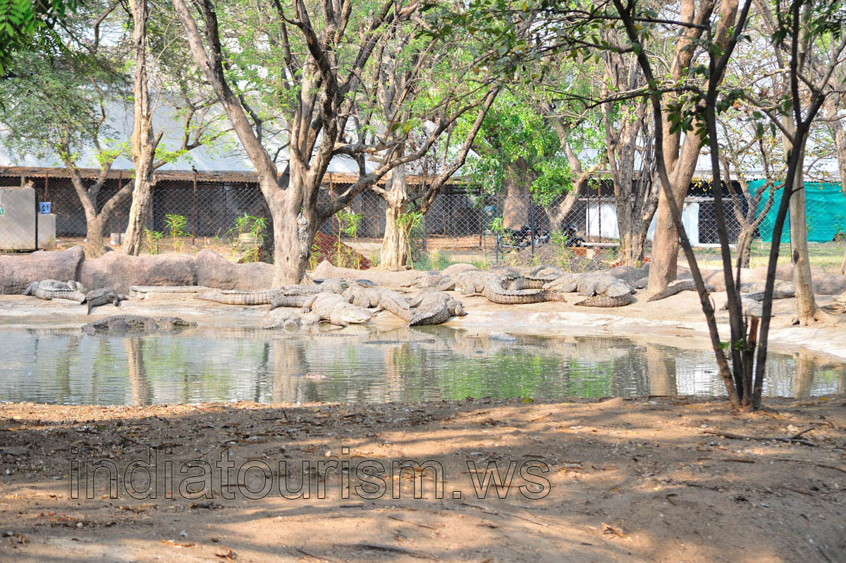 Crocodiles