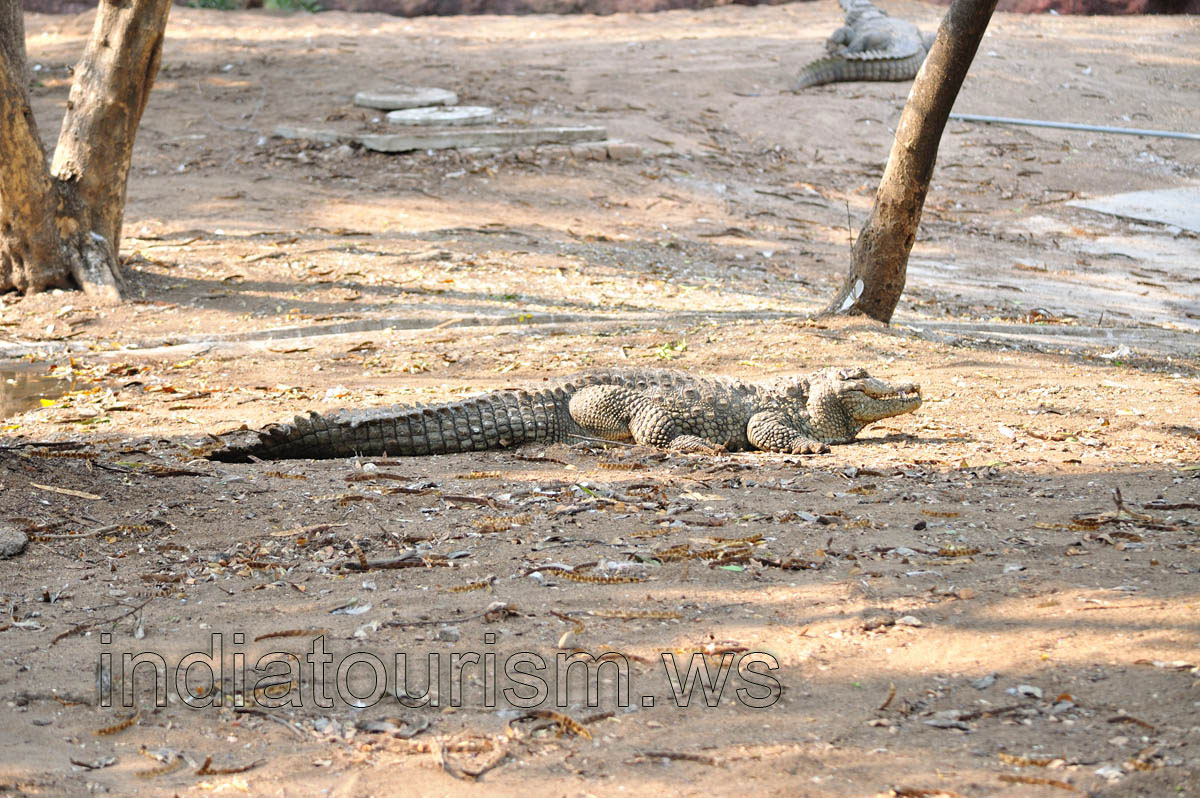 Crocodile on the ground