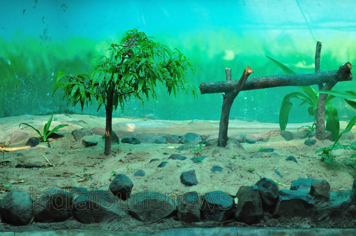 World of reptiles: one of the aquariums