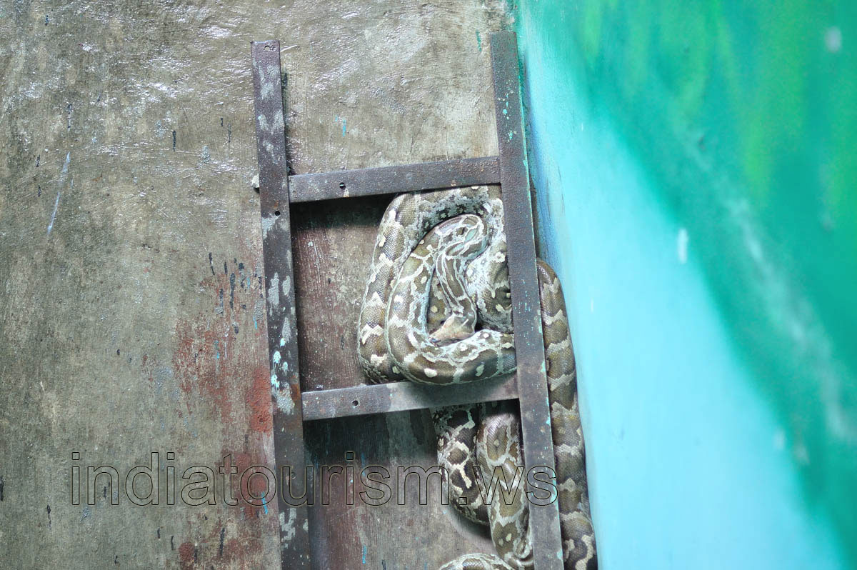 Indian Python