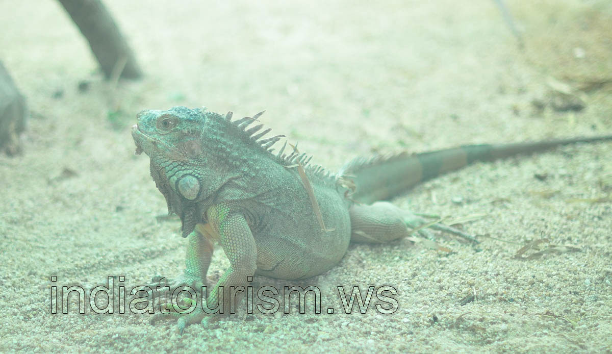 Green Iguana