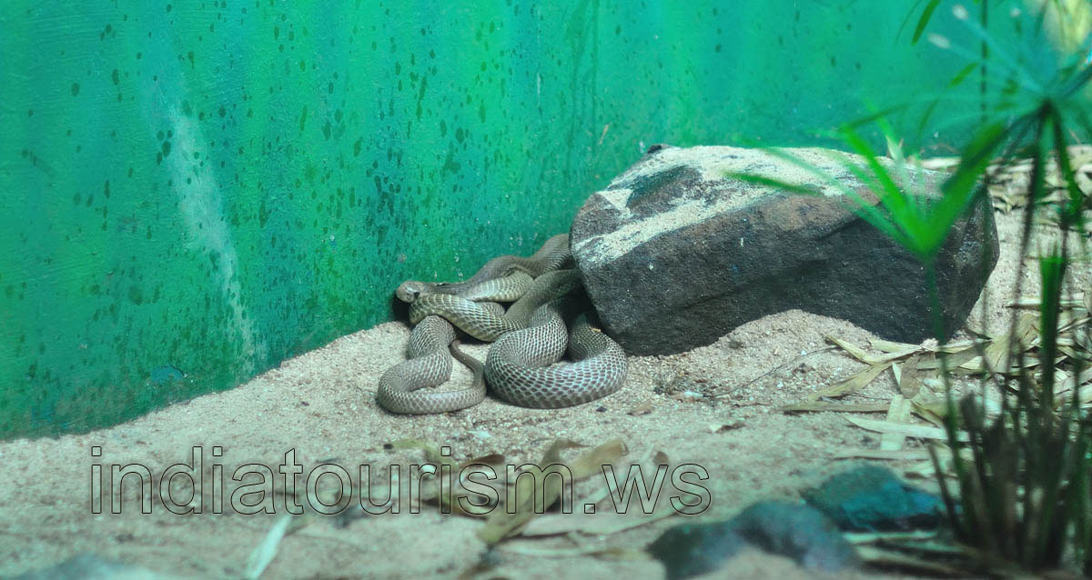 Common rat snake