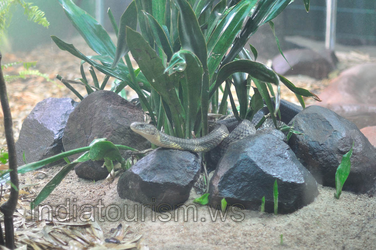Indian rat snake