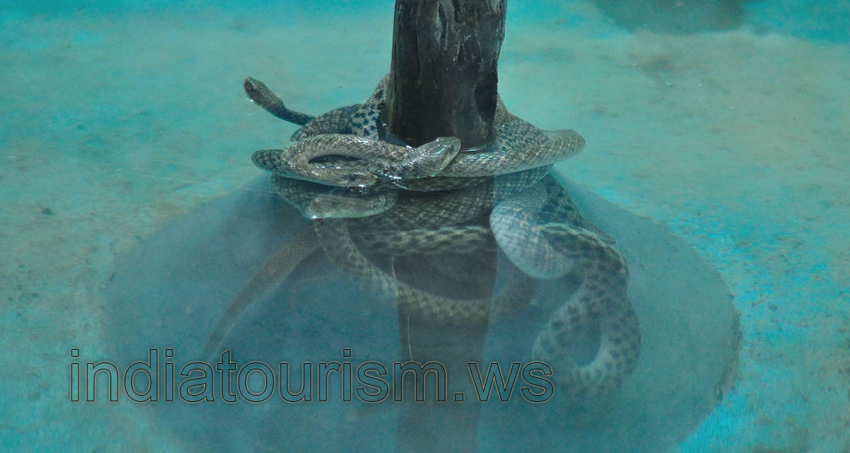 Checkered keelback