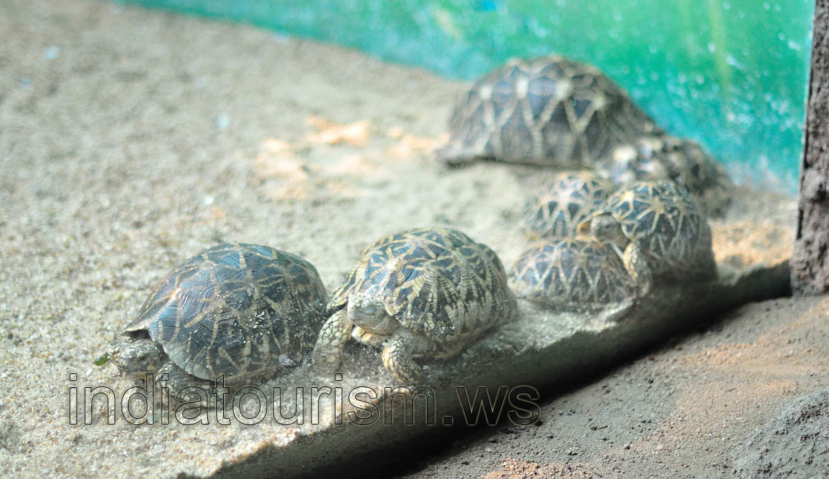 Indian star tortoise