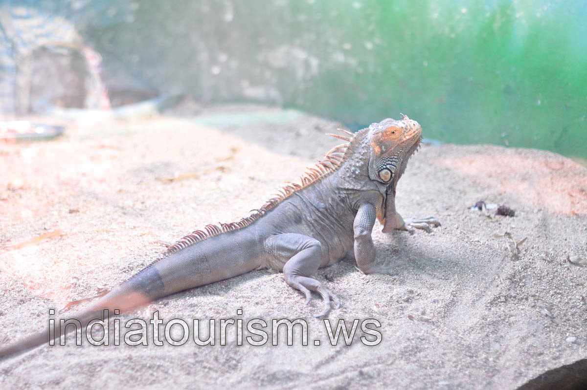 Iguana