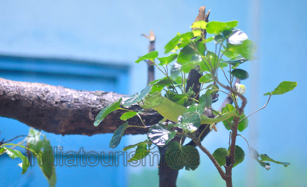 Indian chameleon