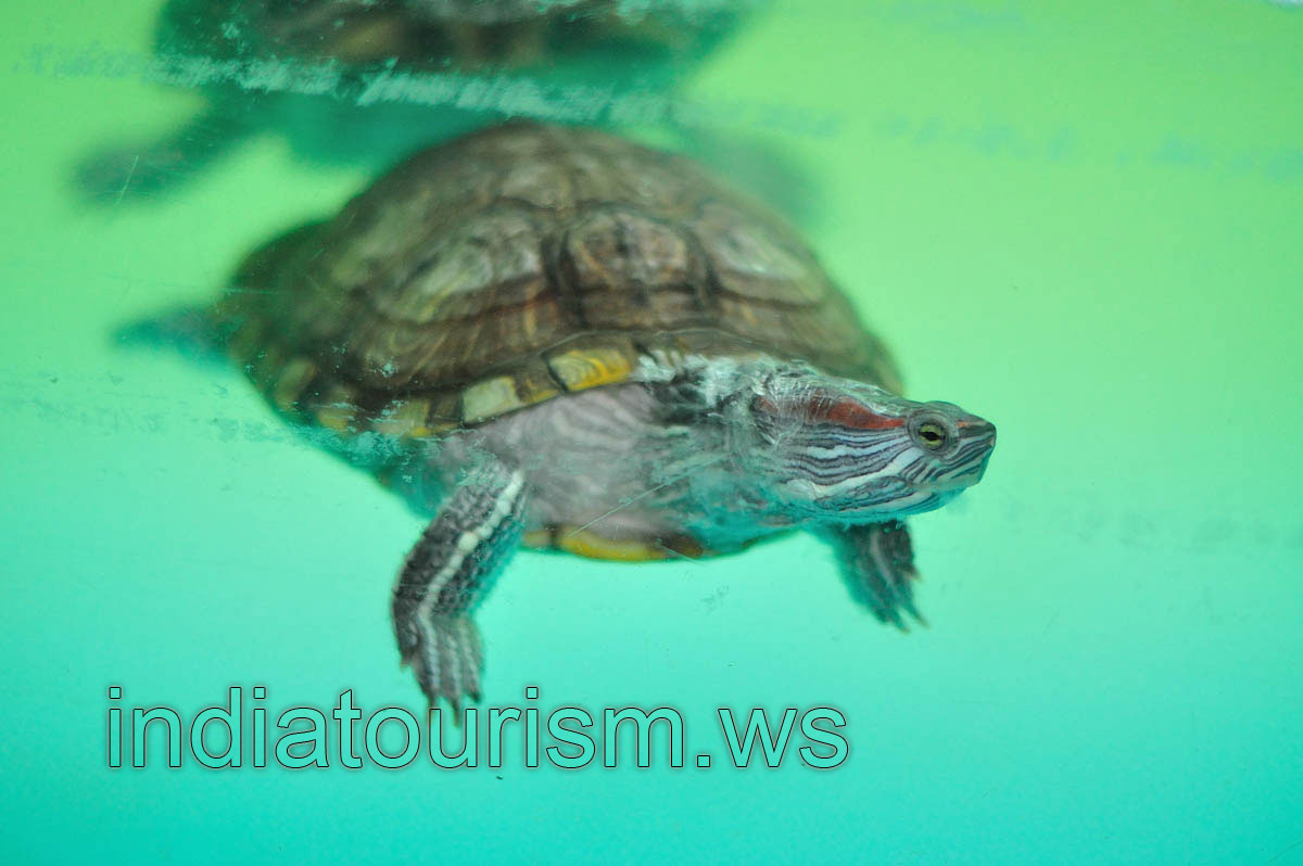 Water turtle