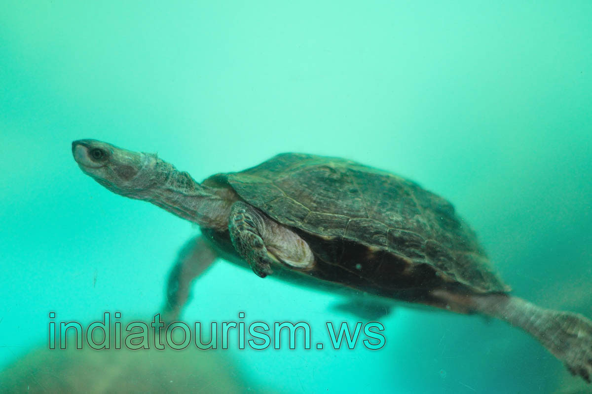 Indian water turtle