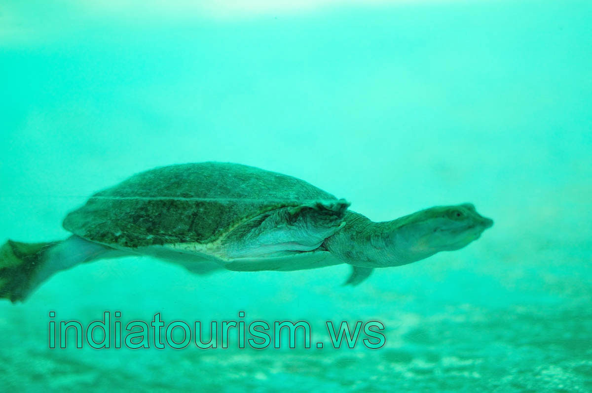 Indian flapshell turtle