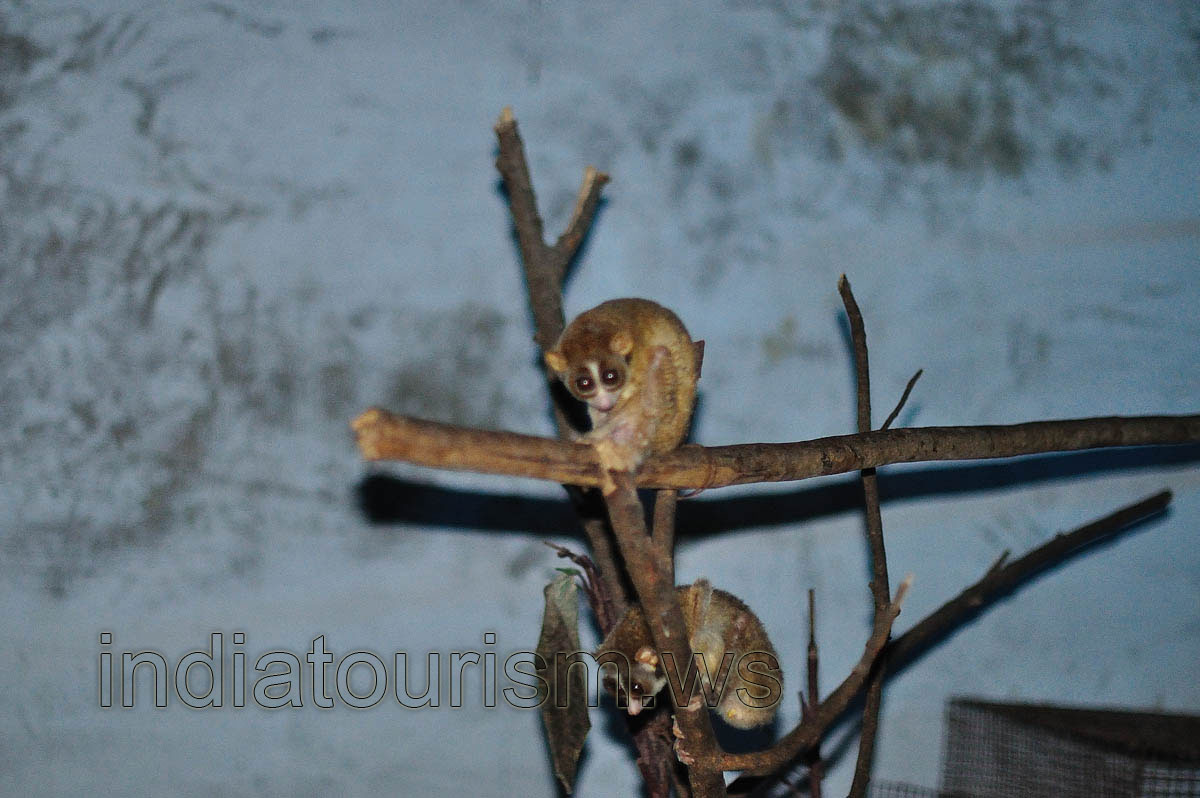 Slender loris