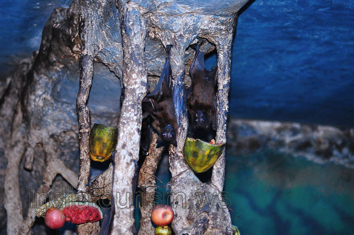 Fulvous fruit bat