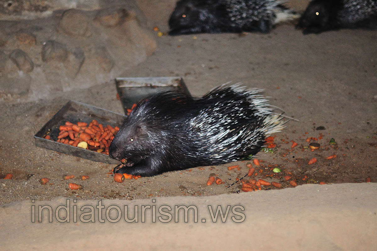 Indian porcupine