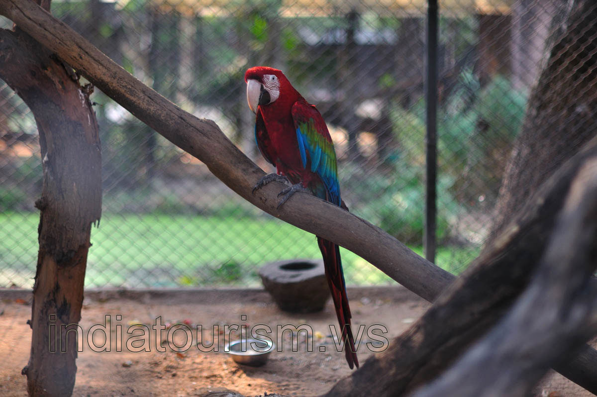 Red-and-green Macaw