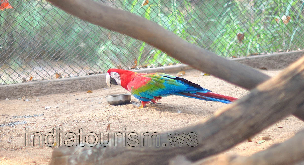 The Green-winged Macaw (Ara chloropterus)