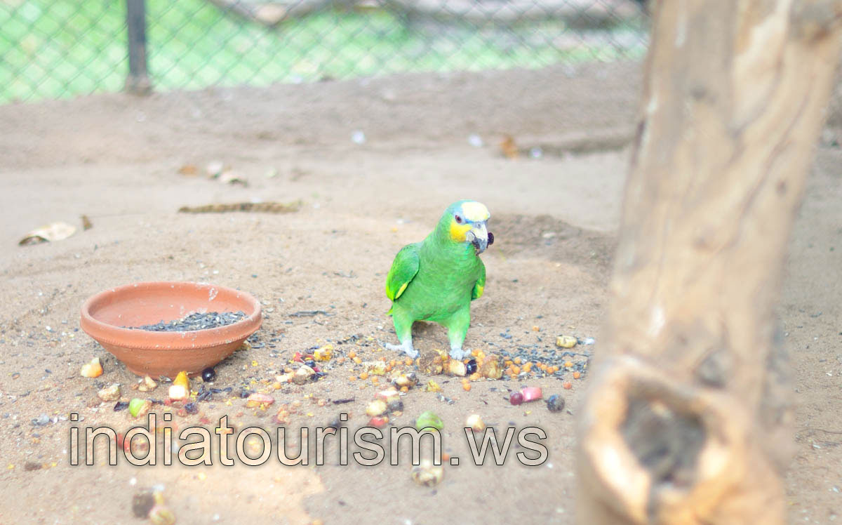 Green parrot with yellow cheeks