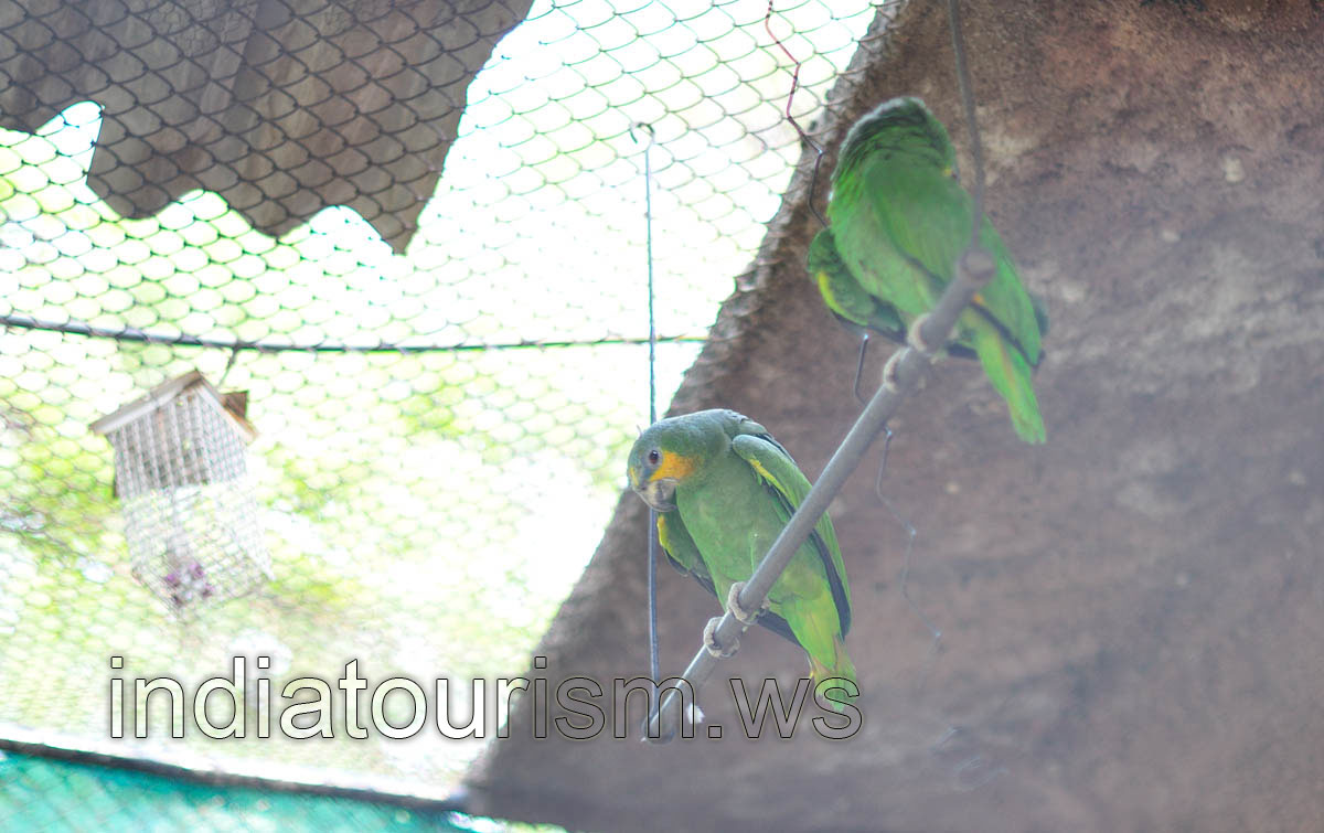 Amazon parrots