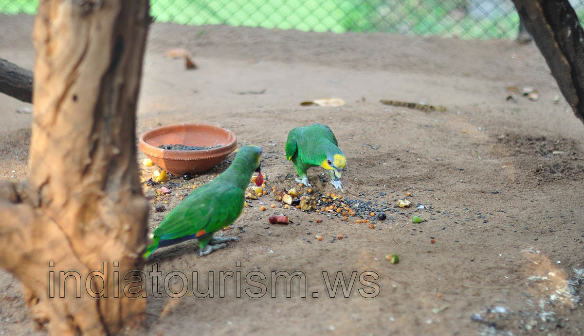 Amazon parrots eat the food