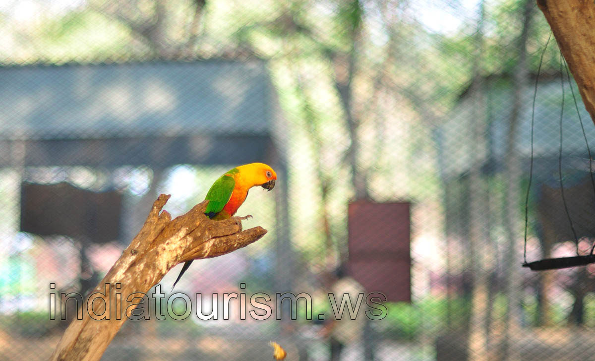 Lovebird
