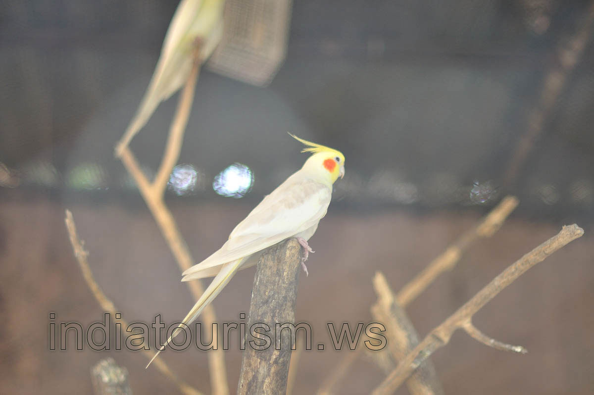 Pied cockatiel