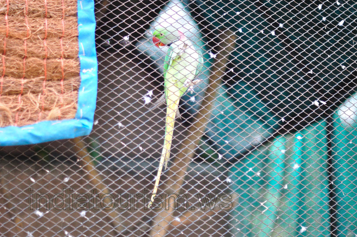 A Rose-ringed Parakeet (Psittacula krameri)