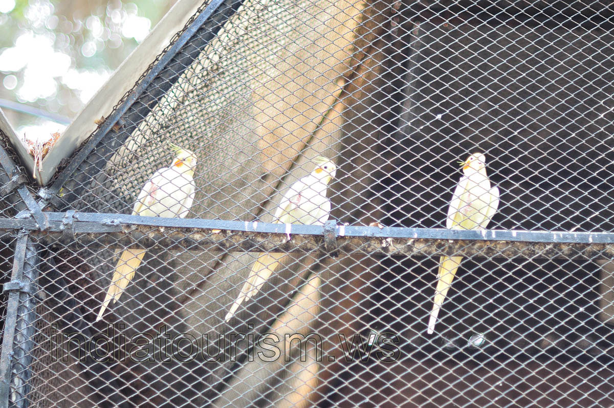 Three cockatiels