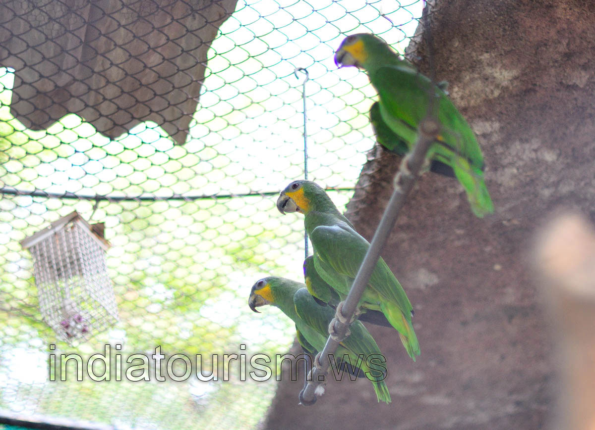 Three Amazon parrots