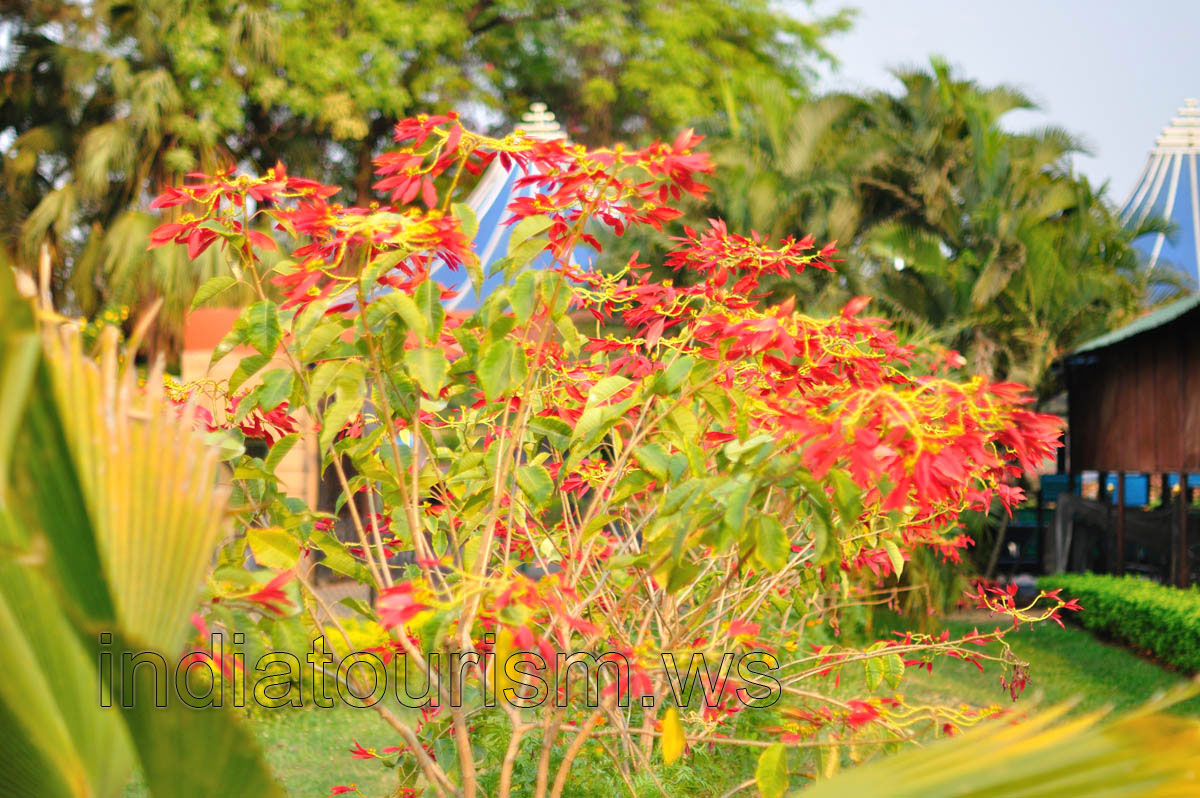 Red flowers