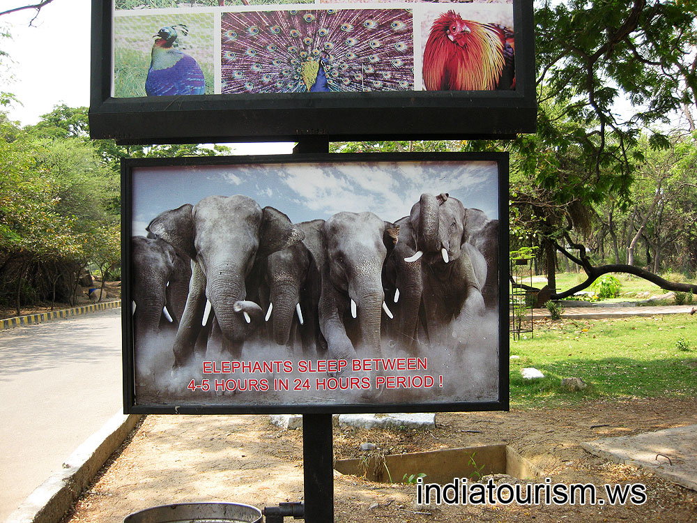 Elephants sleep between 4-5 hours in 24 hours period!