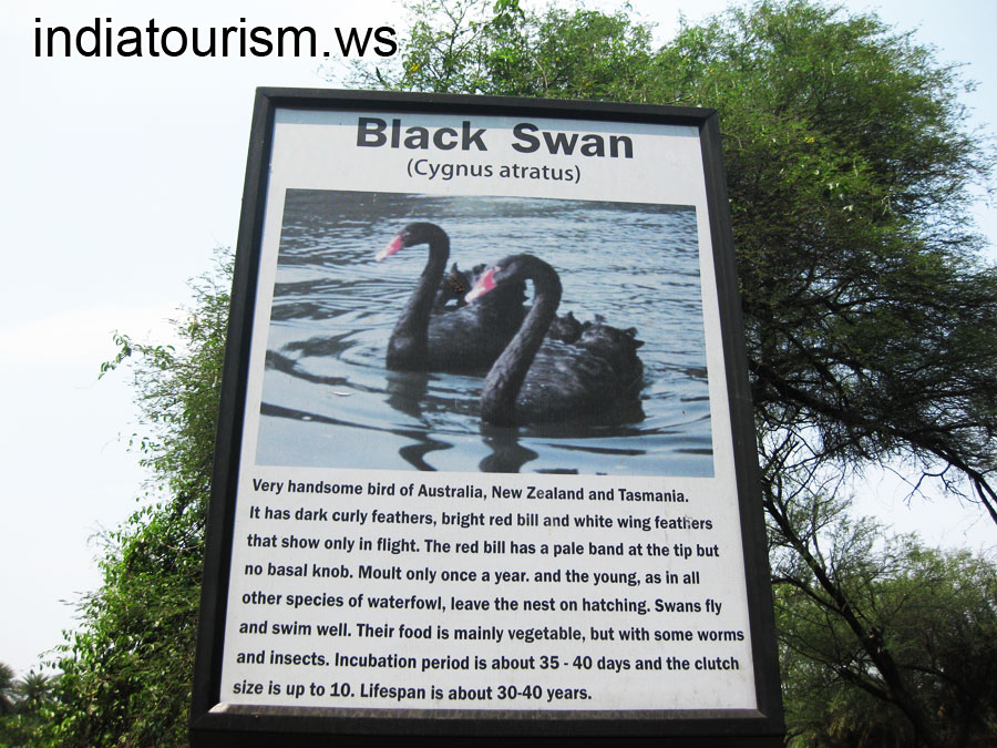 Black Swan (Cygnus atratus), the information board