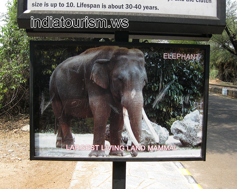 Elephant is the largest living land mammal
